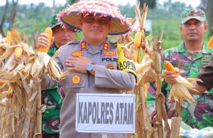 Kapolres Aceh Tamiang Bersama Forkopimda Laksanakan Panen Jagung Perdana “I’M Jagong” Kodim 0117/Aceh Tamiang