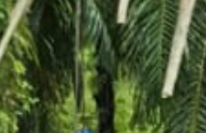 Oknum Polisi Polres Aceh Timur Ancam Wartawan Terkait Pengeboran Ilegal Di Gampong Asan Rampak